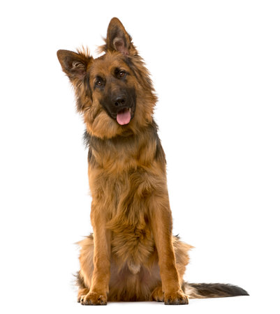 German Shepherd sitting in front of a white backgroundの写真素材