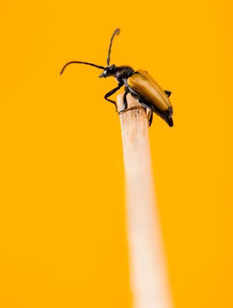 Soldier Beetle on a twig in front of an orange backgroundの写真素材