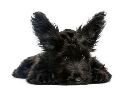 Skye Terrier puppy sitting in front of a white backgroundの写真素材