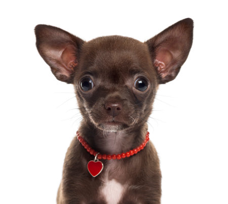 Close-up of a Chihuahua in front of a white backgroundの写真素材