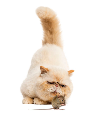 Persian staring at a mouse in front of a white backgroundの写真素材