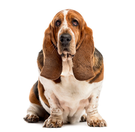 Basset Hound sitting in front of a white backgroundの写真素材