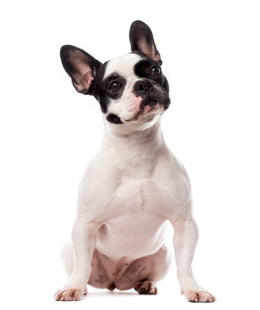 French Bulldog sitting in front of a white backgroundの写真素材
