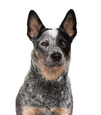 Close-up of an Australian Cattle Dog in front of a white backgroundの写真素材