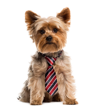 Yorkshire wearing a tie in front of a white backgroundの写真素材