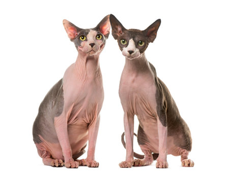 Two Sphinxes sitting in front of a white backgroundの写真素材