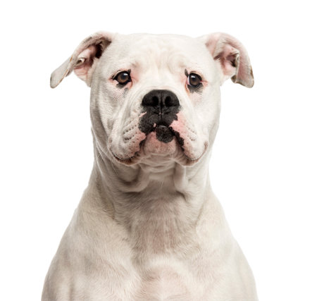Close-up of an American Bulldog in front of a white backgroundの写真素材