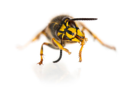 Wasp cleaning itself in front of a white backgroundの写真素材