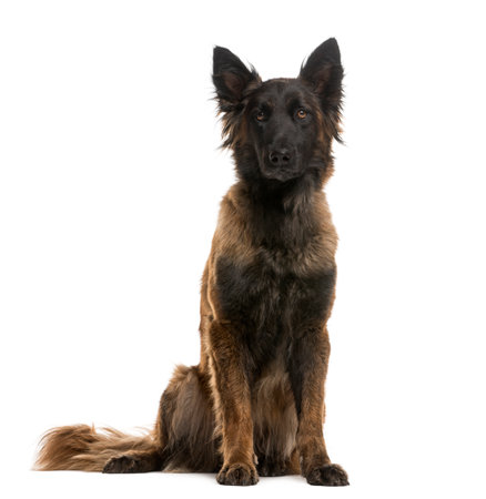 German Shepherd sitting in front of a white backgroundの写真素材
