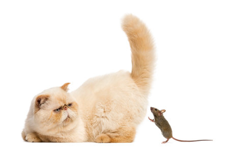 Persian staring at a mouse in front of a white backgroundの写真素材