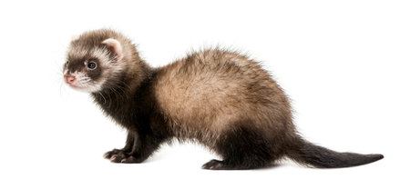 Ferret standing in front of a white background