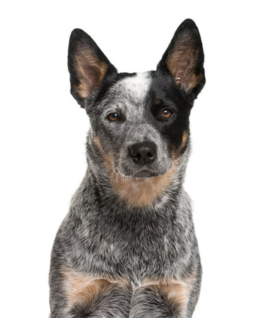 Close-up of an Australian Cattle Dog in front of a white backgroundの写真素材