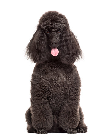 Poodle sitting in front of a white backgroundの写真素材