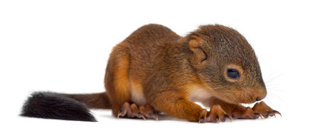 Baby Red squirrel in front of a white backgroundの写真素材