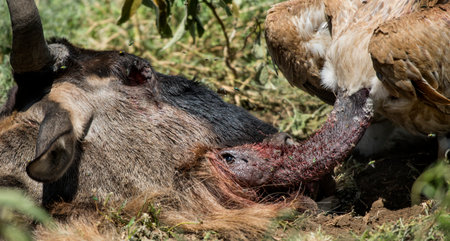Ruppells Vulture eating, Serengeti, Tanzaniaの写真素材