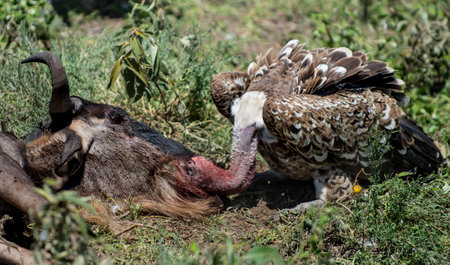 Ruppells Vulture eating, Serengeti, Tanzaniaの写真素材