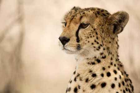 Close-up of a Cheetah, Serengeti, Tanzaniaの写真素材