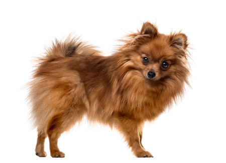 Chihuahuain front of white backgroundの写真素材