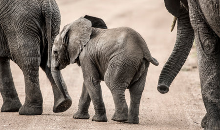 Baby Elephant walking, Serengeti, Tanzaniaの写真素材