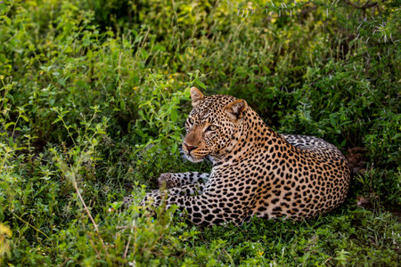 Leopard lying, Serengeti, Tanzaniaの写真素材