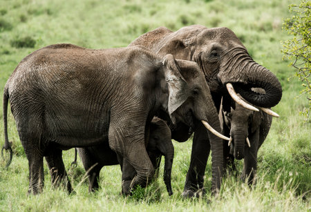 Group of Elephants, Serengeti, Tanzaniaの写真素材