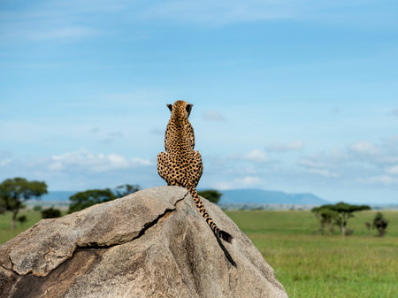 Cheetah sitting on a rock and looking away, Serengeti, Tanzaniaの写真素材