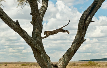 Leopard jumping from a tree, Serengeti, Tanzaniaの写真素材