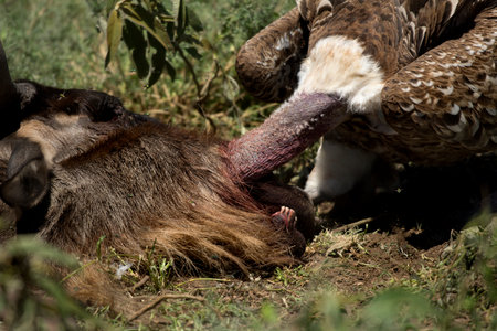 Ruppells Vulture eating, Serengeti, Tanzaniaの写真素材
