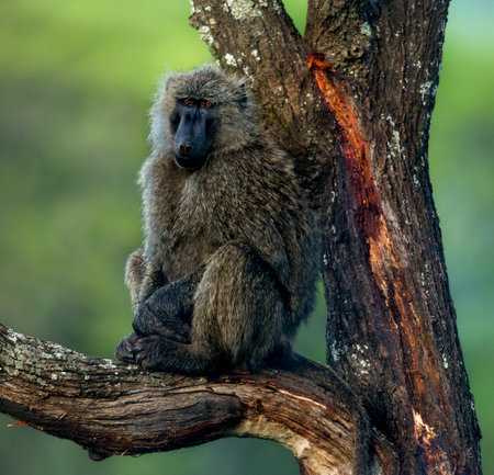 Baboon sitting on a branch, Serengeti, Tanzaniaの写真素材