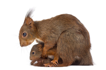 Mother Red squirrel and babies in front of a white backgroundの写真素材