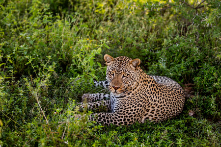 Leopard lying, Serengeti, Tanzaniaの写真素材