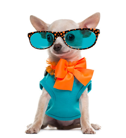 Dressed Chihuahua wearing glassesの写真素材