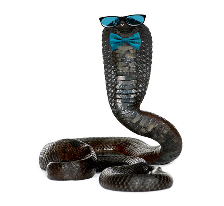 Portrait of Egyptian cobra wearing glasses and a bow tie against white backgroundの写真素材