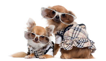 Two dressed up Chihuahuas next to each other wearing glasses, isolated on whiteの写真素材