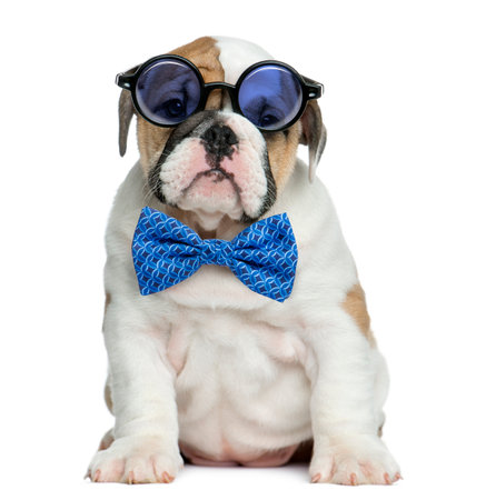 English bulldog puppy wearing glasses and a bow tie in front of white backgroundの写真素材