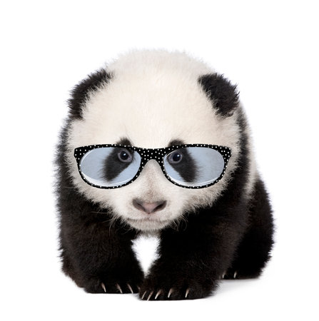 Young Giant Panda wearing glasses in front of a white backgroundの写真素材