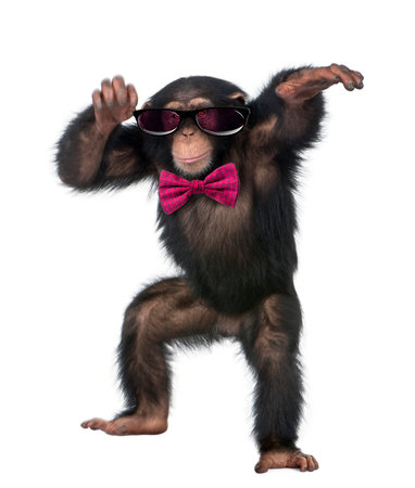Young Chimpanzee wearing glasses and a bow tie, dancing in front of a white backgroundの写真素材