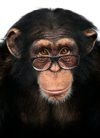 Close-up of a Chimpanzee looking at the camera, Pan troglodytes, isolated on whiteの写真素材