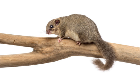 Edible dormouse on a branch in front of a white backgroundの写真素材