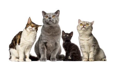 Group of cats in front of a white backgroundの写真素材