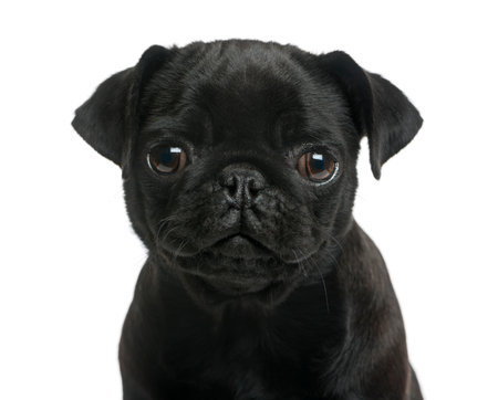 Close-up of a Pug puppy in front of a white backgroundの写真素材
