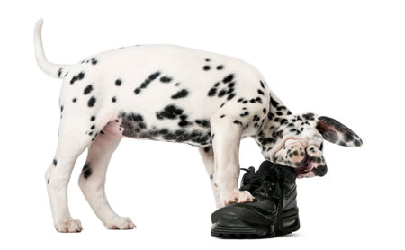 Dalmatian puppy chewing a shoe in front of a white backgroundの写真素材