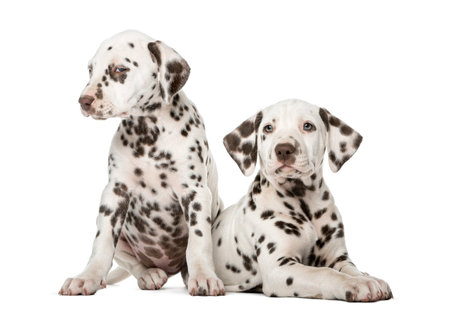 Two Dalmatian puppies in front of a white backgroundの写真素材