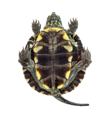 Bottom view of an European pond turtle (1 year old), Emys orbicularis, in front of a white...