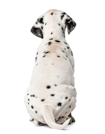 Rear view of a Dalmatian puppy sitting in front of a white backgroundの写真素材