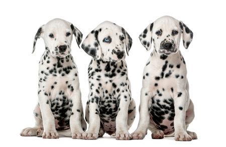 Three Dalmatian puppies sitting in front of a white backgroundの写真素材
