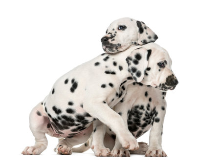 Two Dalmatian puppies cuddling in front of a white backgroundの写真素材