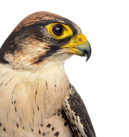Close-up of a Lanner falcon - Falco biarmicus (7 years old) in front of a white backgroundの写真素材
