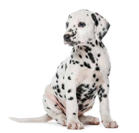 Dalmatian puppy sitting in front of a white backgroundの写真素材