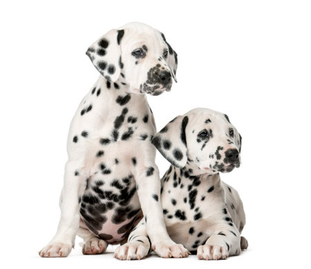 Two Dalmatian puppies in front of a white backgroundの写真素材
